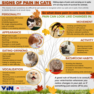 Signs of Pain in Cats