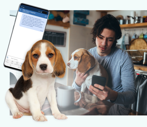 Man looking at smartphone while holding beagle in lap