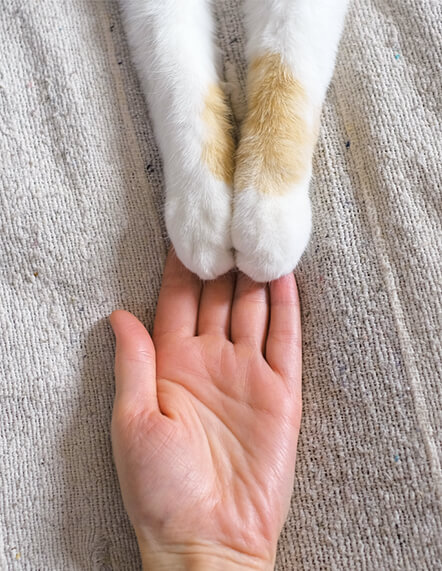 cats paws in human's hand