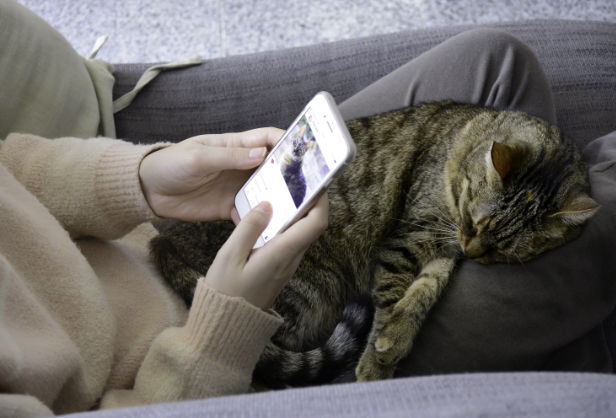 woman looking at smartphone while cat naps on her lap