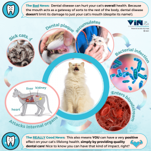 Infographic showcasing dental health for cats