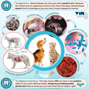 Infographic showcasing dental health for pets