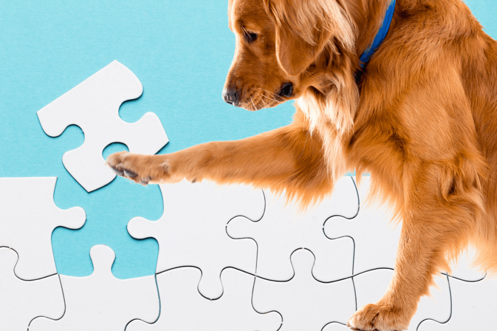 Dog with puzzle