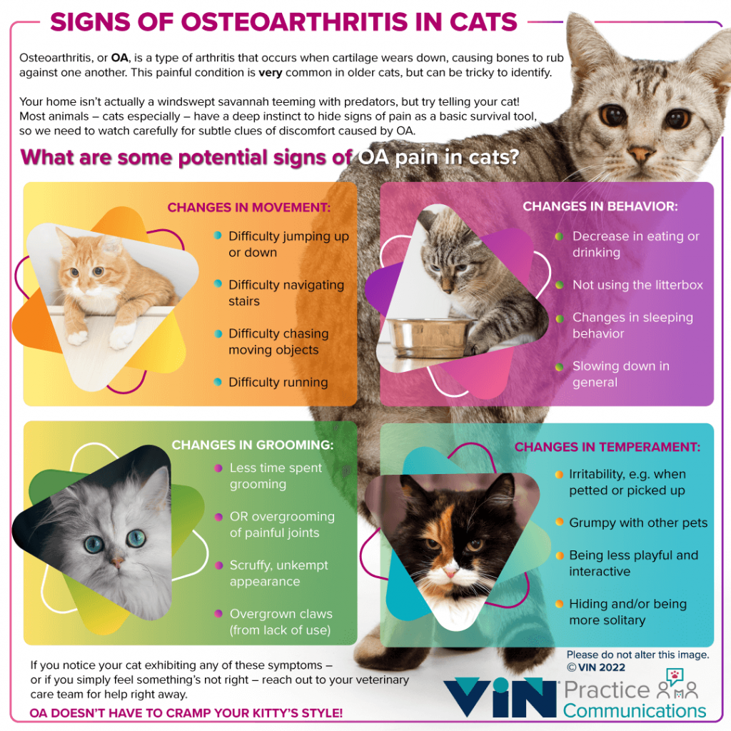 Infographic detailing signs of osteoarthritis in cats