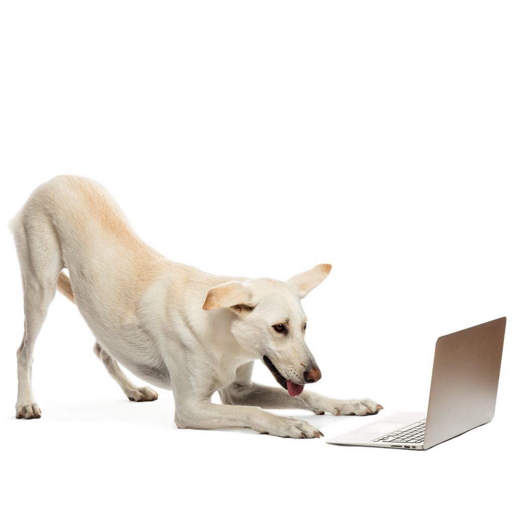 Cute big white dog play bowing to open laptop.