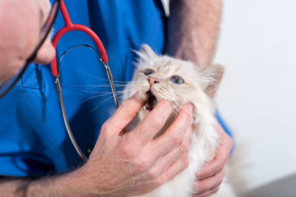 Male veterinarian examining a fluffy white cat's mouth.