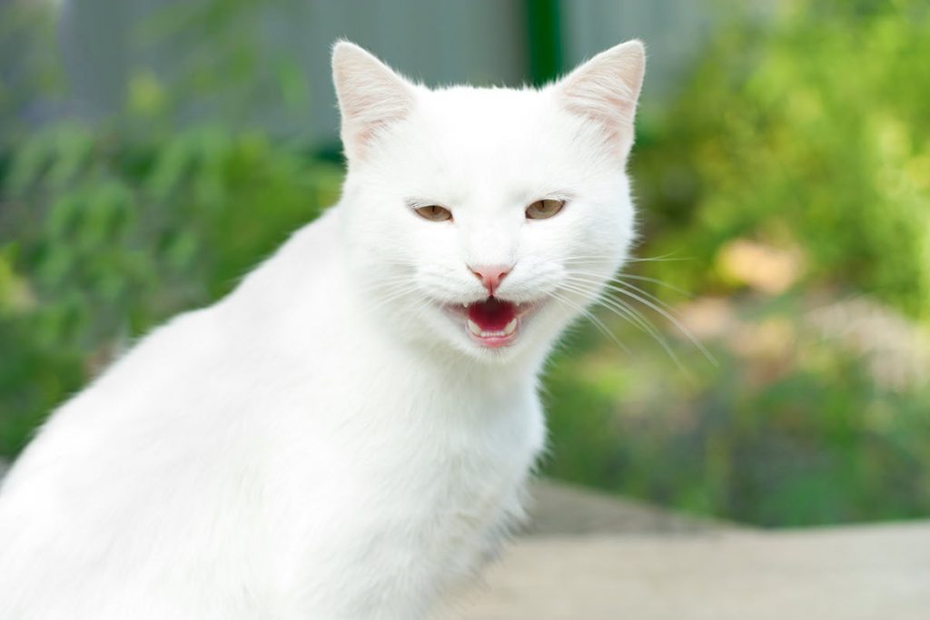 White cat talking to the camera.