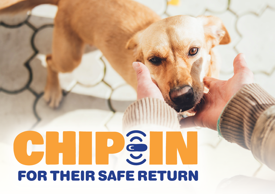 Chip in for Their Safe Return