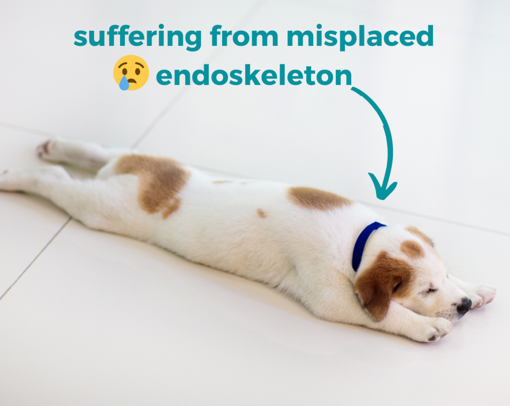 Adorable puppy splayed out flat on floor. Text: suffering from misplaced endoskeleton