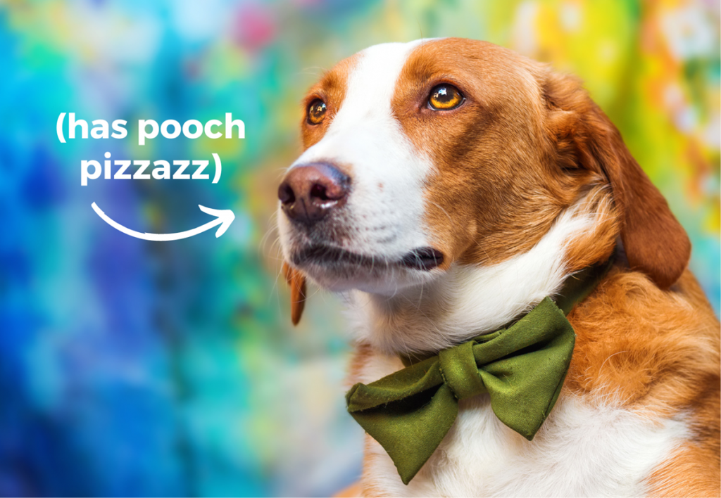 Fancy dog in bowtie. Text: Has pooch pizzazz.