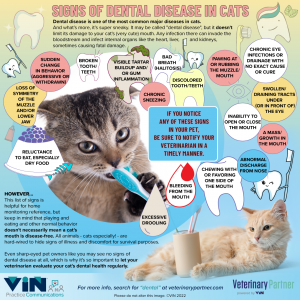 Signs of Dental Disease in Cats